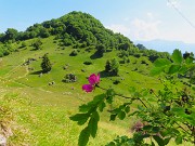 54 Rosa canina con vista in Monte Zucco